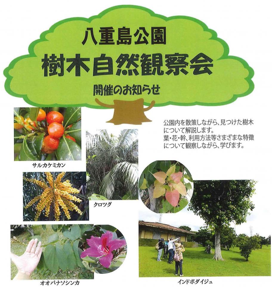 ［4/4］八重島公園「樹木自然観察会」2026｜春休みおでかけ＠沖縄市