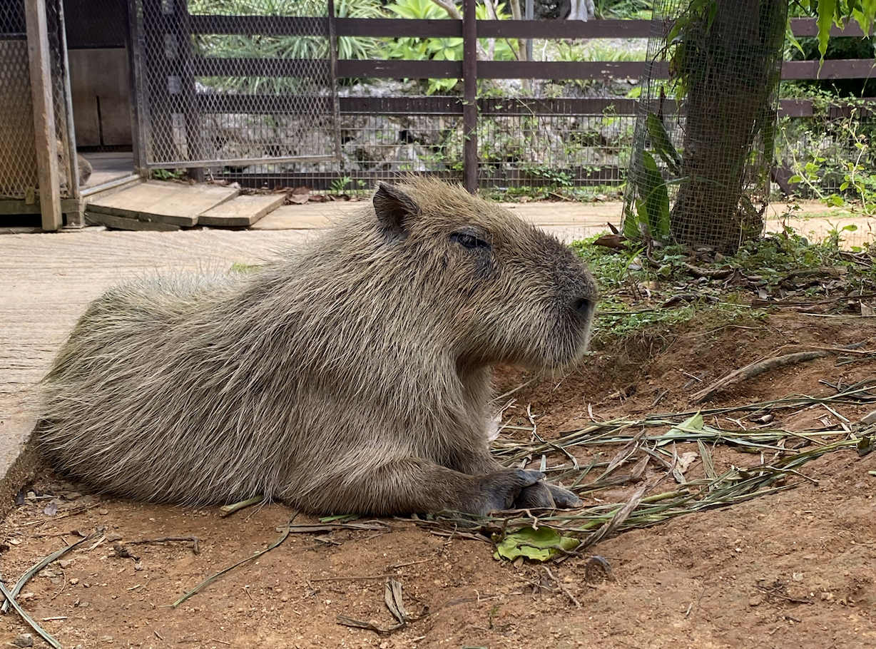東南植物楽園 美らヤシパークオキナワ
