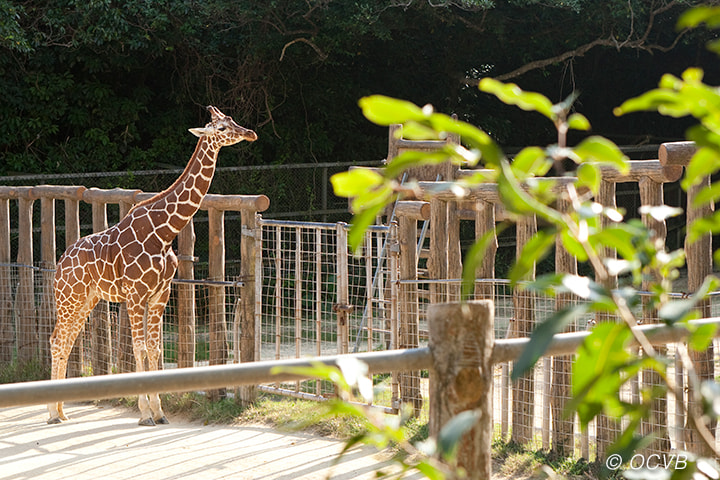 沖縄こどもの国（動物園）